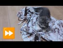子猫がじゃれてるだけ　Cute cat.
