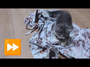 子猫がじゃれてるだけ　Cute cat.