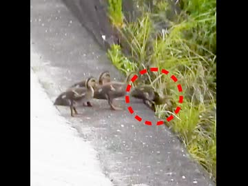 カルガモ親子が田んぼから川へ引っ越し