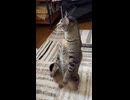 立って吠えるゆき