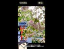 【お写んぽ！！】平野神社で魁‼︎そして緑の夢