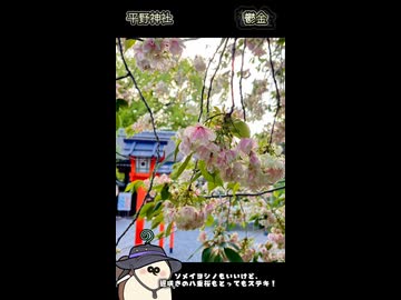 【お写んぽ！！】平野神社で魁‼︎そして緑の夢