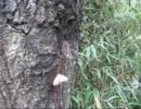 クヌギのルリタテハ、ヒカゲチョウ