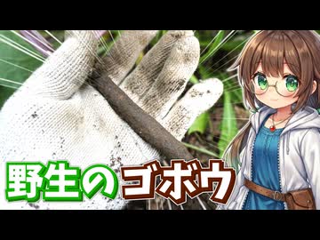 春ゆえに？　野生のゴボウを採って食べる！【期間限定AIキャラクターコメントあり！】
