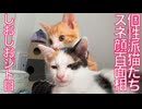 個性派猫たち、スネ顔でアピールする