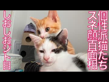 個性派猫たち、スネ顔でアピールする