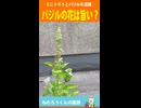 バジルの花は旨いようだ　#バジル栽培  #家庭菜園 #プランター菜園 #寝れない夜に #深夜テンション