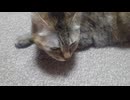 拾いねこ＠生後5008/933日目　今日は短め