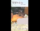 【うさぎ 13歳】おむつまん