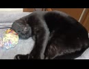 遊び疲れて寝るこま
