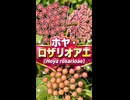 ホヤ・ロザリオアエ(Hoya rosarioae)