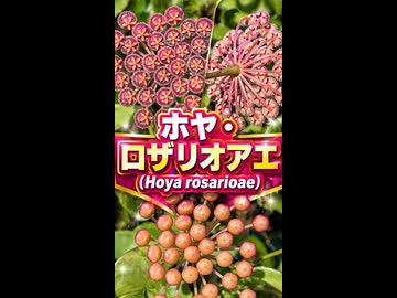 ホヤ・ロザリオアエ(Hoya rosarioae)
