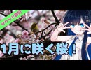 サクッと旅行　１月に咲く桜⁉熱海桜に行ってきた！【VOICEROID旅行】