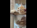 キャットタワーでくつろぐ猫さん