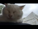 猫ハウスに入っている黒猫のマコちゃんを撮っていたら白猫のソラちゃんが近づいてきた