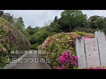 【ウグイスの鳴き声を楽しむ＠三浦半島】横須賀市「太田和つつじの丘」
