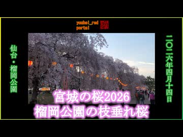 【宮城の桜2026】仙台 榴岡公園 2026/04/14