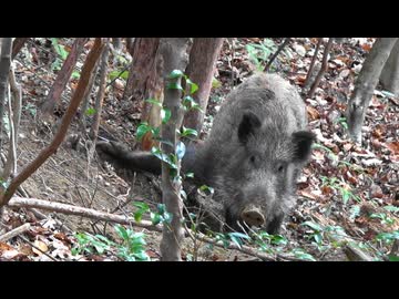 わな猟日誌（その１２）