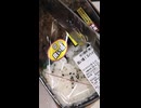 オリジンの良い値！スパイス唐揚げ弁当を切りました。　#オリジン　#スパイス　#唐揚げ