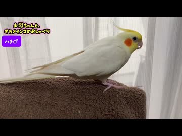 【オカメインコ】飼い主との日常会話？お喋りが止まらないハチの様子が可愛い