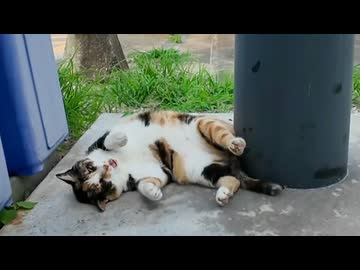 いつもは大体短く「ニャ」と鳴く三毛猫ちゃんだけど今日はなぜか長い「ニャーーン」だった