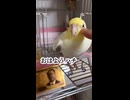 【オカメインコ】おはようと言いながら、帰りたくなる。ハチヲの性。