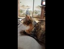 2026/04/25 寝る猫