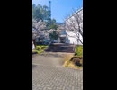桜の樹の下で 、マッチムーブしてみた【3DCG】
