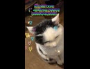 膝上GETメメと(´•ω•`)にゃんこモモです(2026年4月25日)