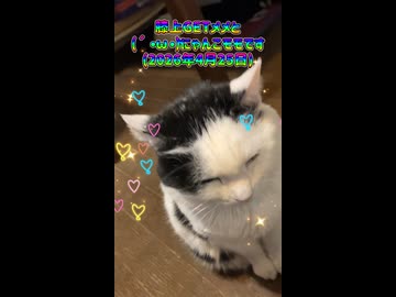 膝上GETメメと(´•ω•`)にゃんこモモです(2026年4月25日)