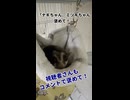 【到達】 体重増加目指していたアオちゃん！目標体重に到達？！ #フクロモモンガ #おつモモンガ  #shorts