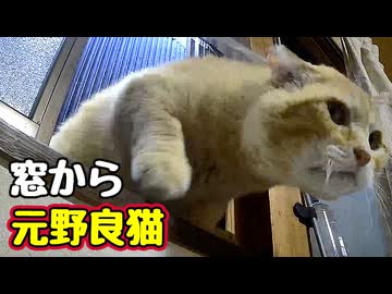 祭りの日も お構いなし【元野良猫】【野良猫】