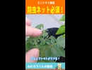 ミニトマトも防虫ネットがいる　#ミニトマト栽培  #家庭菜園 #プランター菜園 #寝れない夜に #深夜テンション