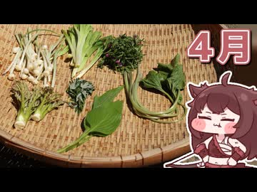【野草・山菜】4月の山菜を食べて自給自足！ | タラの芽・ノビル・葉わさび他