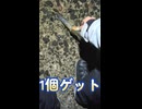 ササイカ釣りショート