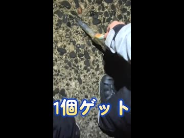 ササイカ釣りショート