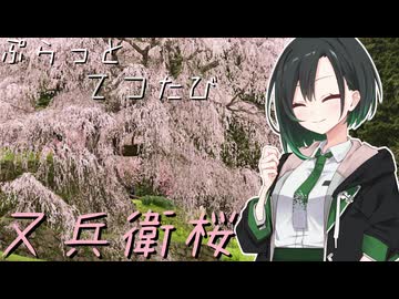 ぷらっとてつたび　大宇陀・又兵衛桜