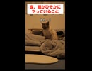 夜になると猫が密かに動き出して、こんなことをしているなんて…