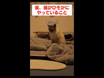 夜になると猫が密かに動き出して、こんなことをしているなんて…