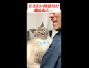 甘えん坊猫と暮らしたらこうなります