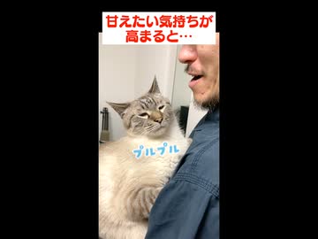 甘えん坊猫と暮らしたらこうなります
