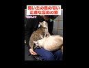 飼い主の息の匂いを嗅いだ猫がこちらです