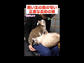飼い主の息の匂いを嗅いだ猫がこちらです