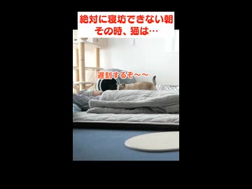 今日は寝坊できない！という朝に猫が起こしに来てくれました