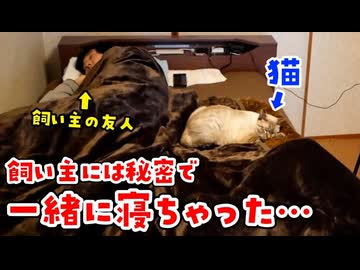 【飼い主には内緒♥】猫のデュフィと朝まで一緒に寝てみたら…　（ @HikakinTV  リスペクト企画）