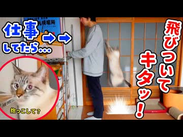 飛びつき抱っこが止まらない！甘えん坊すぎる猫が背中にも乗ってきちゃいました…