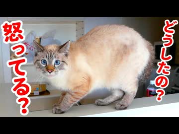 【飼い主不在】お留守番２日目の猫の様子がおかしいです…