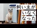 飼い主がいなくても猫は生活できるのか？