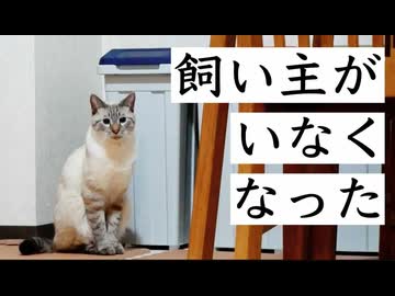 飼い主がいなくても猫は生活できるのか？