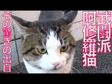 武闘派阿修羅猫、その驚きの出自